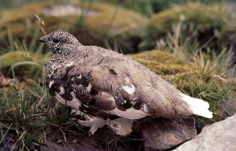 White-tailed Ptarmigan